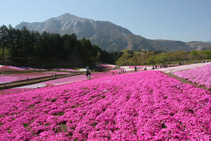 芝桜の丘